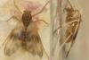 Zavrelimyia barbatipes